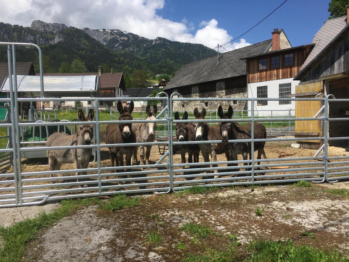 Bed and Breakfast Wengerwirt Zur Laube Weng im Gesause Exteriér fotografie